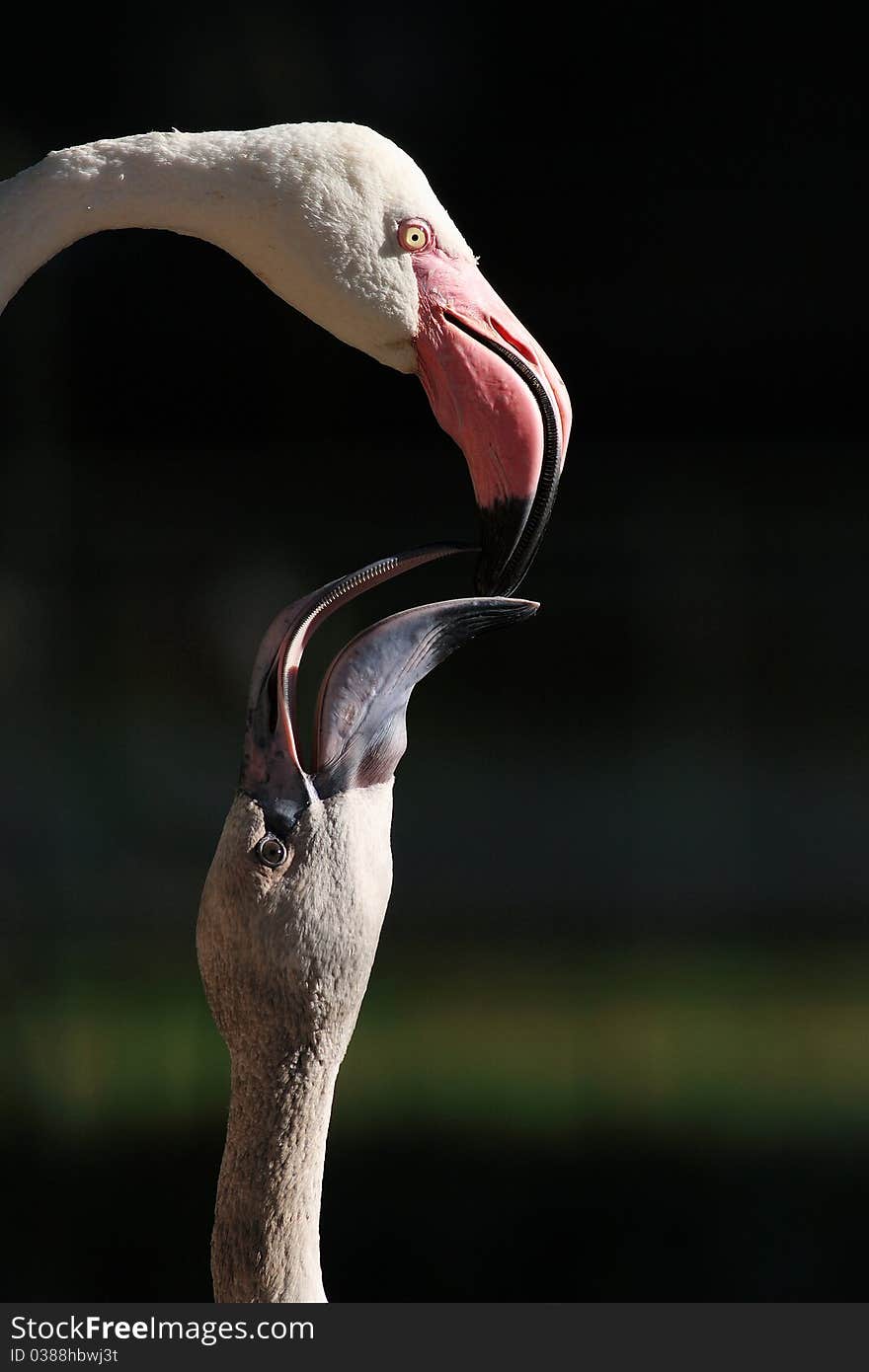 Pink flamingo (Phoenicopterus roseus)