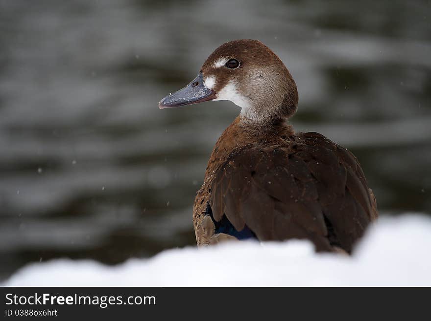 Duck Amazon (Amazonetta Brasiliensis)