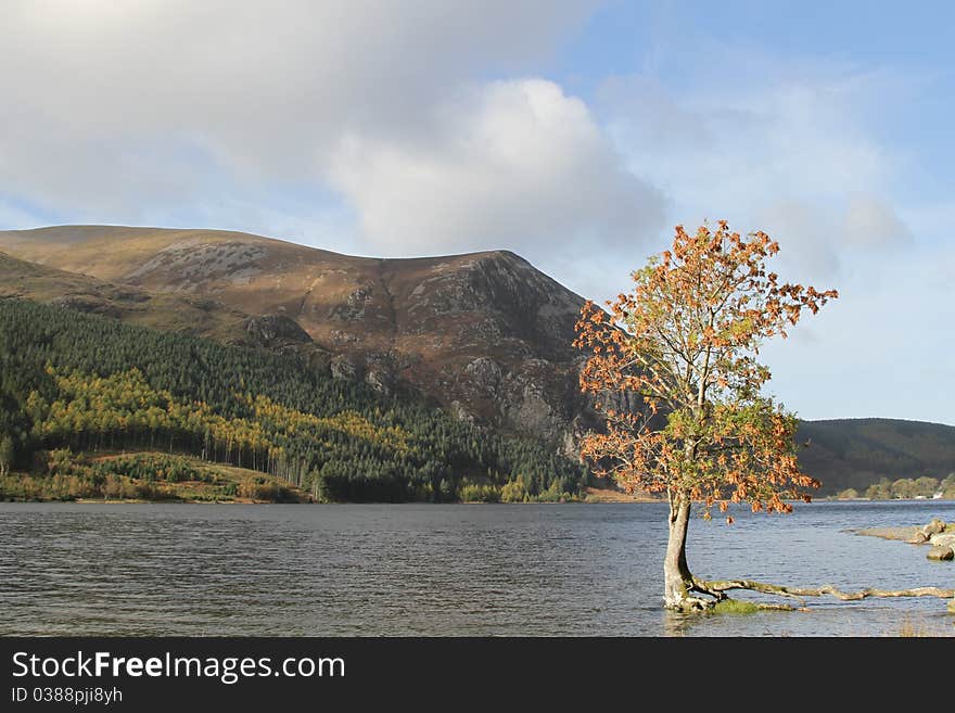 A tree growing in a lake with a unique root system growing above the water and stretching to the bank. A tree growing in a lake with a unique root system growing above the water and stretching to the bank.