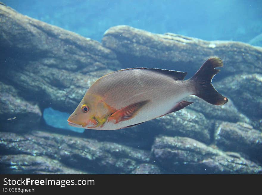 Slinger fish (Chrysoblephus puniceus)