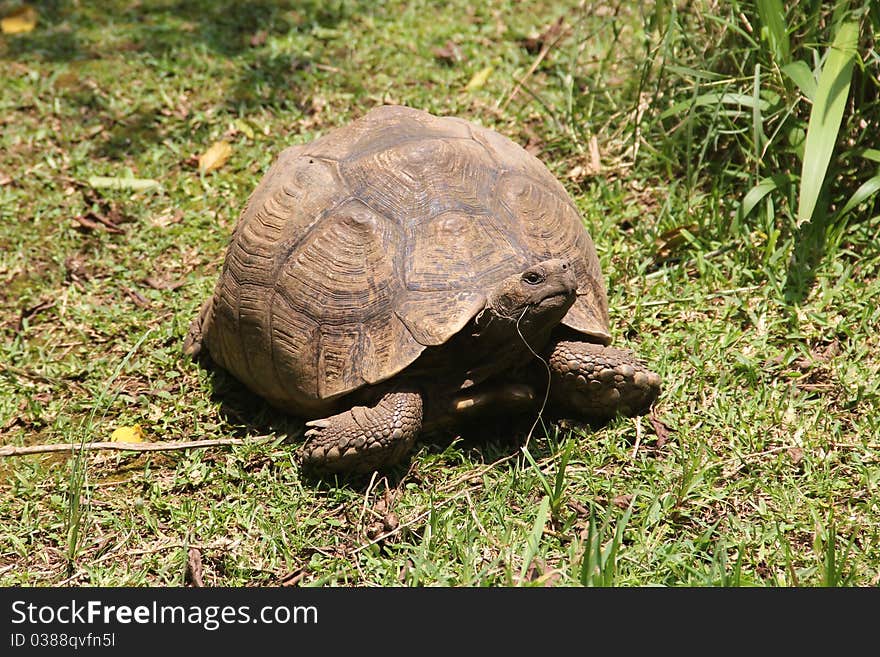 African Spurred Tortoise