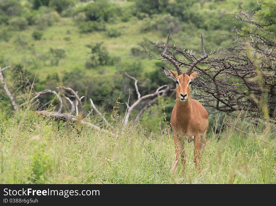 Male impala posing for the camera