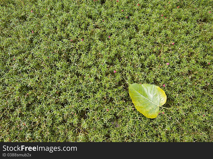 Buddha tree leaf on low lands flowers. Buddha tree leaf on low lands flowers