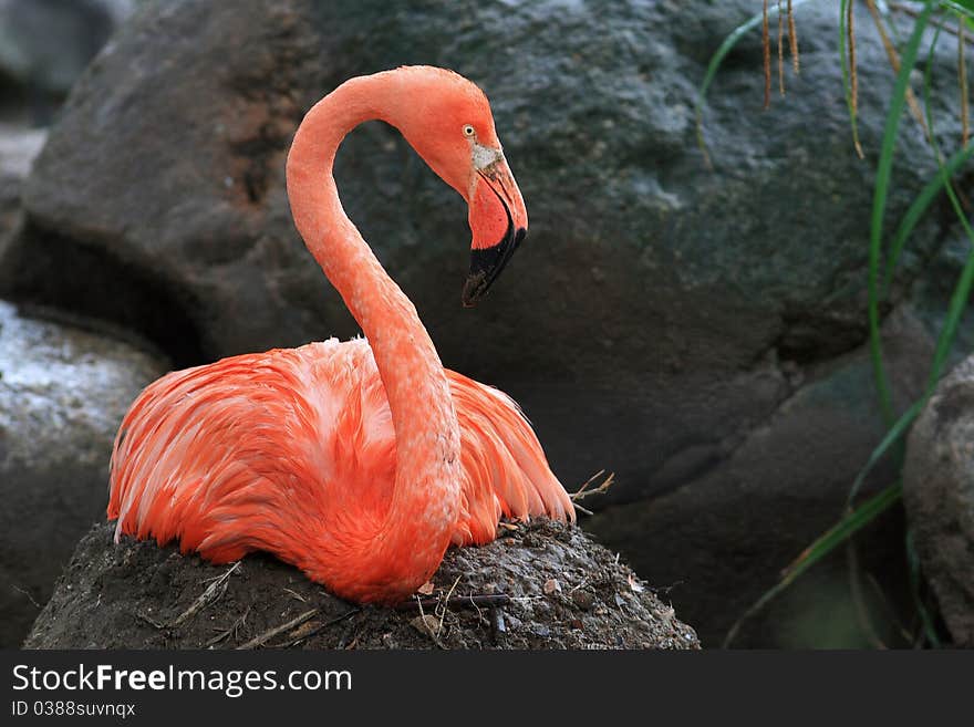 Pink Flamingo (Phoenicopterus Roseus)