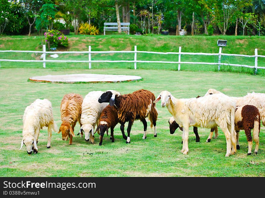 The group sheep eat food on the grass