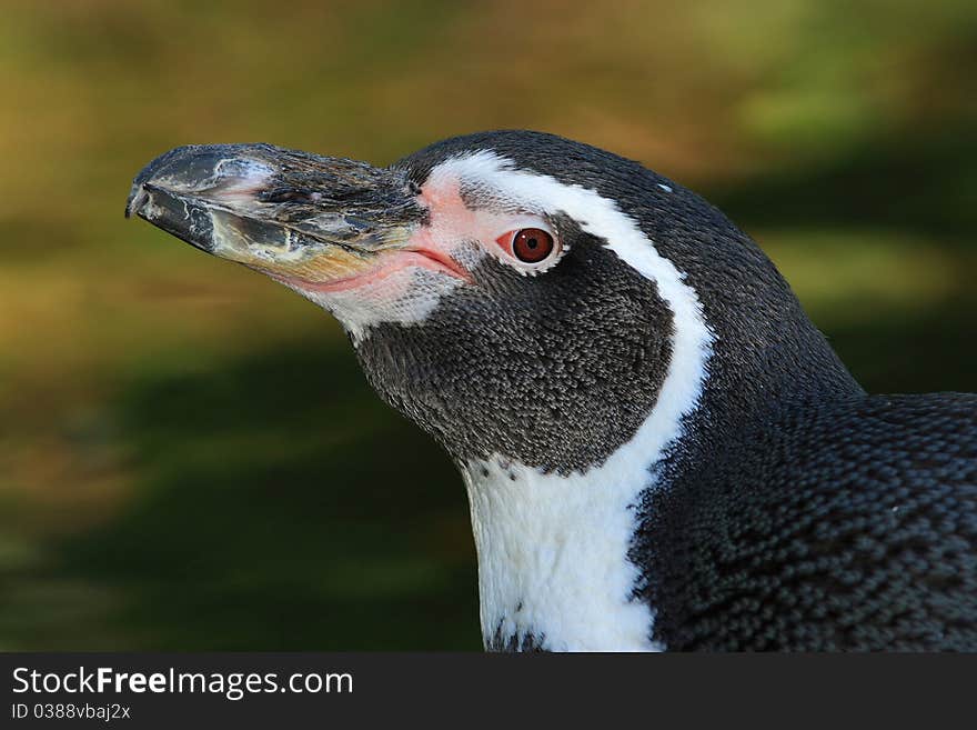 Humboldt Penguin (Spheniscus humboldti)