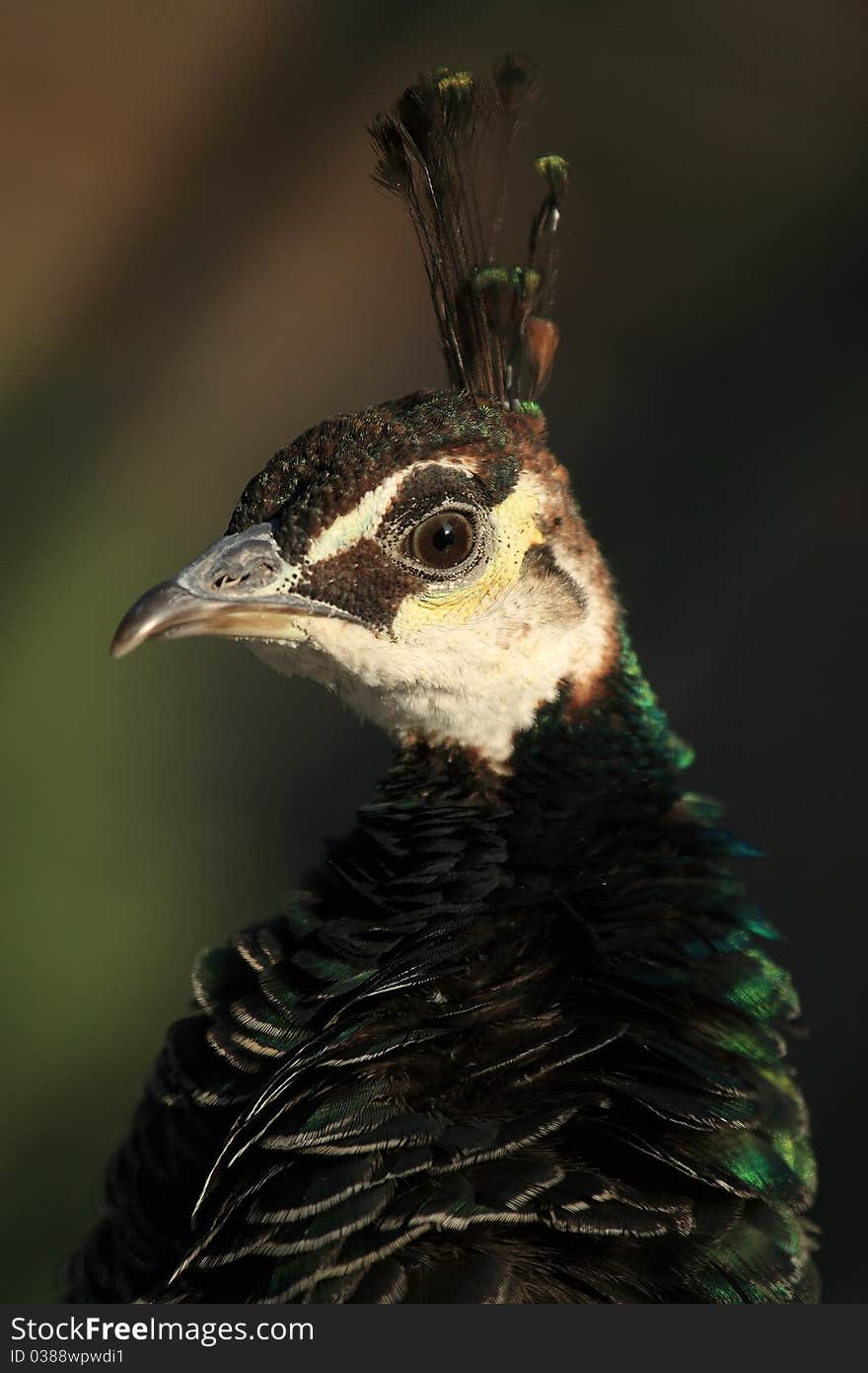 Peacock crown (Pavo cristatus)