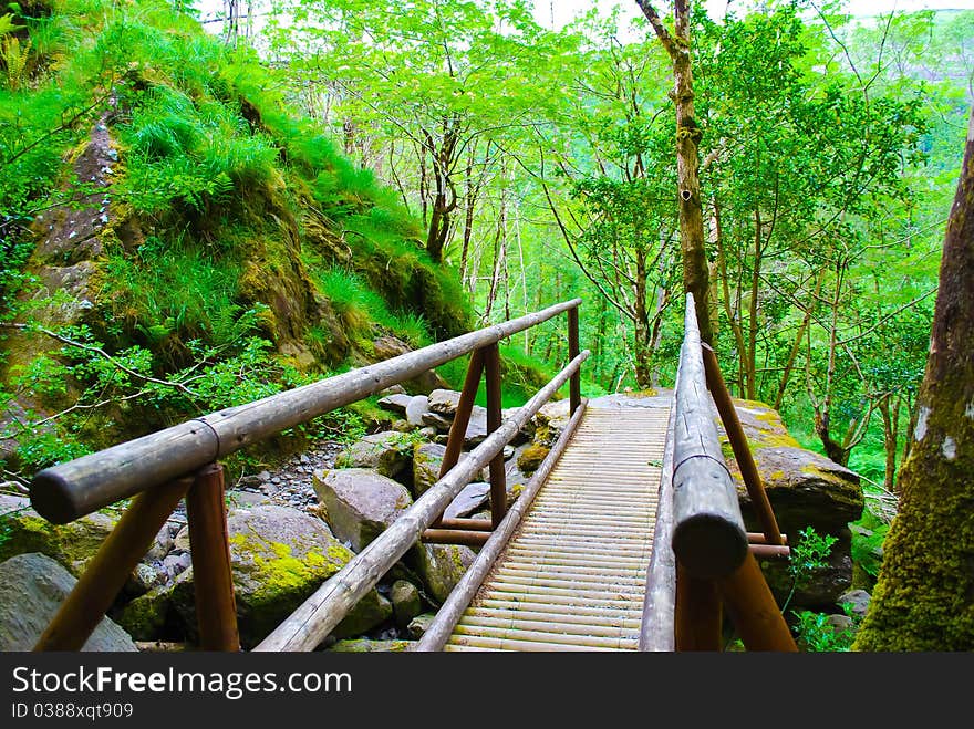 A bridge in the forest. A bridge in the forest