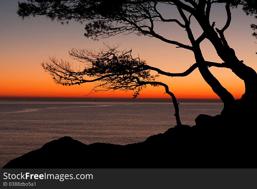 Beautiful beach at sunrise wih trees. Beautiful beach at sunrise wih trees