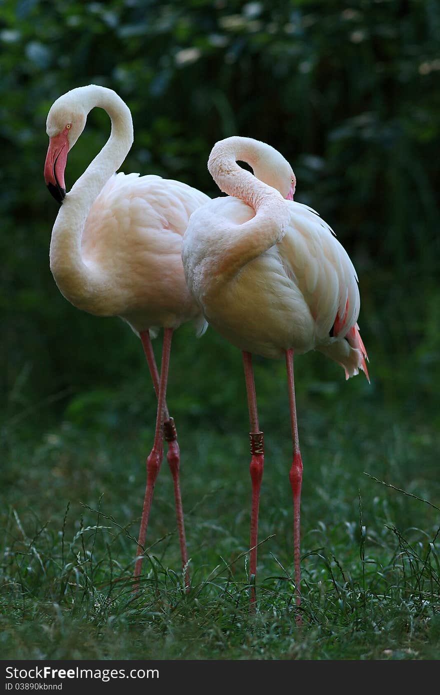 Pink Flamingo (Phoenicopterus Roseus)