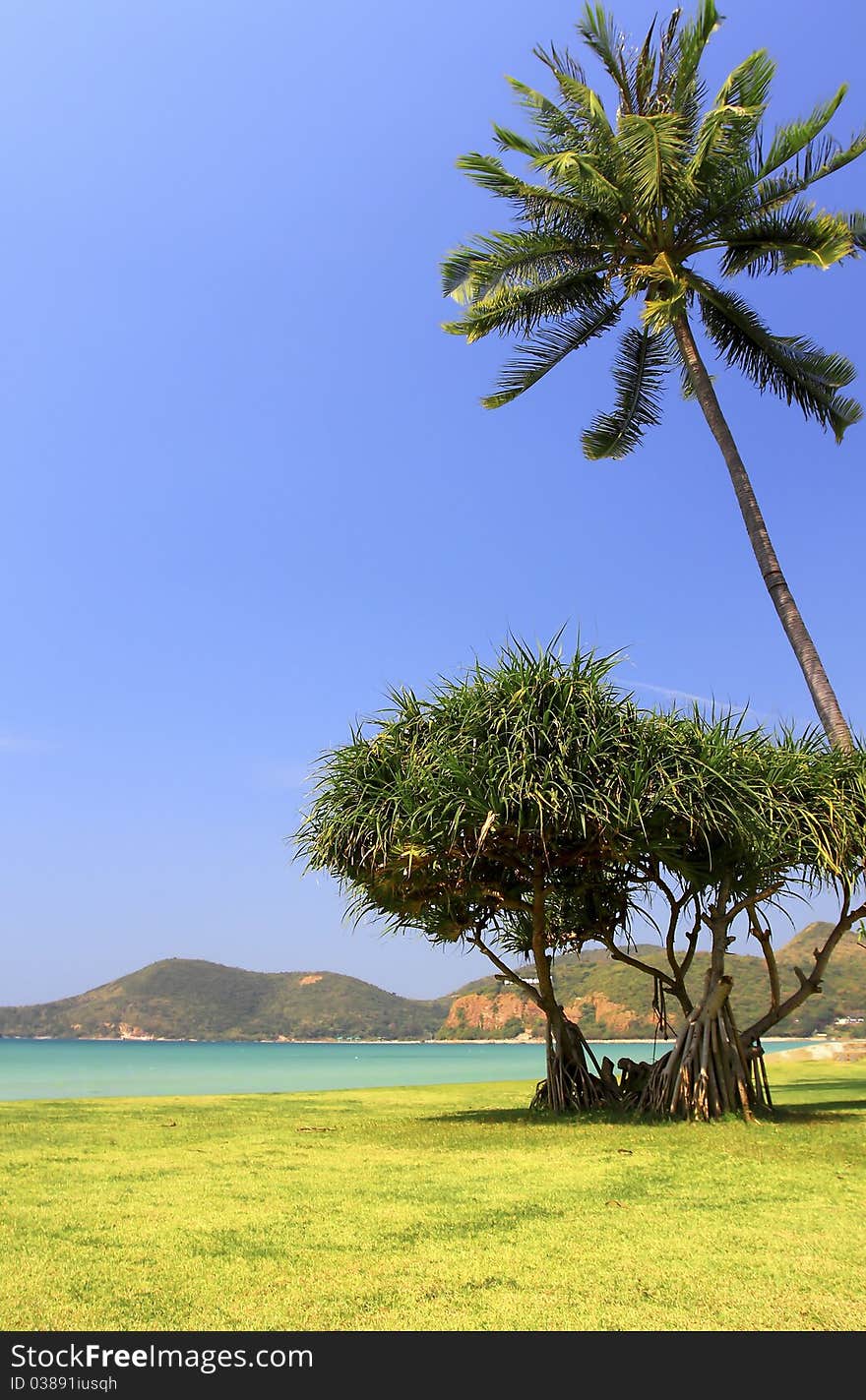 Scenic view of palm tree on deserted tropical beach with sea in background. Scenic view of palm tree on deserted tropical beach with sea in background