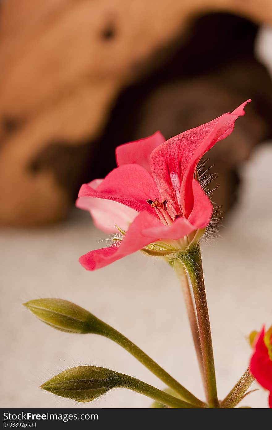 Pink geranium flower in the wild catch.