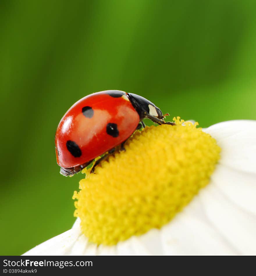 Ladybug on camomile