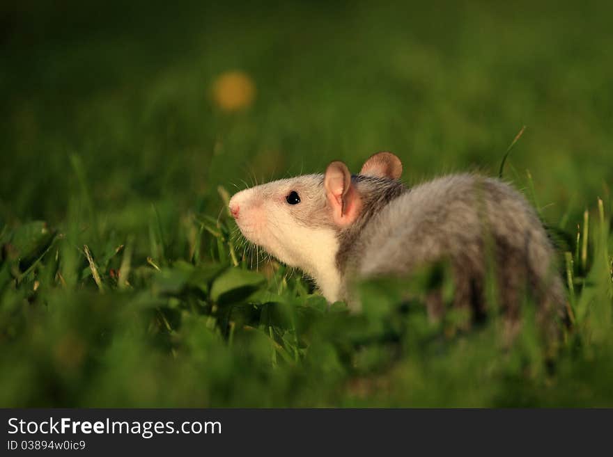 Rats are relatively large rodents with long bald tail. Rats are relatively large rodents with long bald tail.