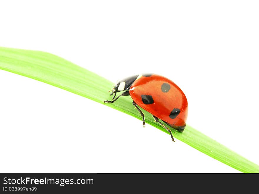 Ladybug on grass