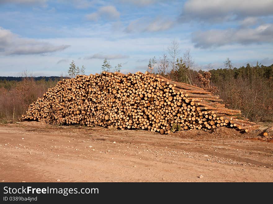 A huge pile of trunks amid the forest