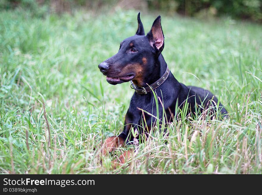 A lying doberman in a summer park