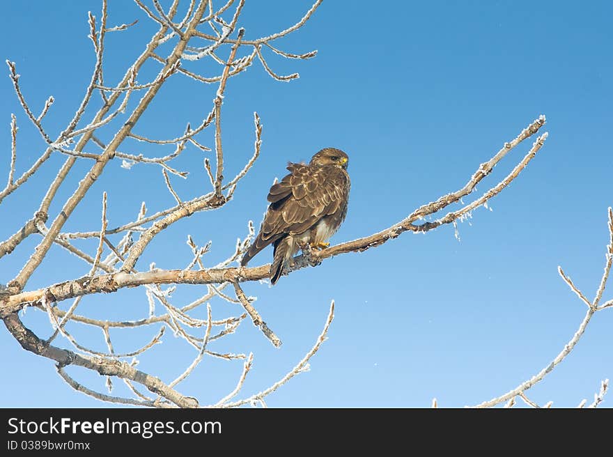 Common buzzard (Buteo buteo)