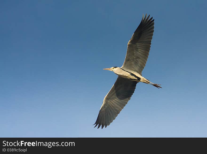 Great grey heron in flight against the blue sky / Ardea cinerea. Great grey heron in flight against the blue sky / Ardea cinerea