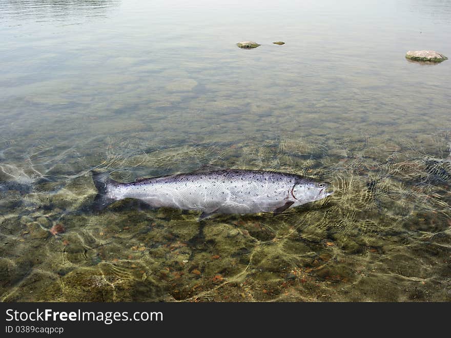 Long salmon on background of bottom of river. Long salmon on background of bottom of river