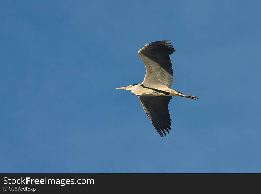 Great grey heron in flight against the blue sky / Ardea cinerea