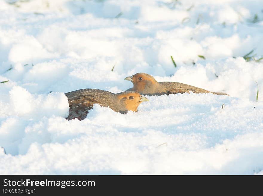 The Grey Partridge (Perdix perdix)