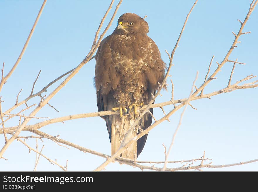 Common buzzard (Buteo buteo)