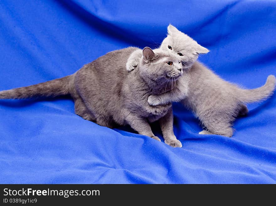 A British kitten plays with its mother on blue background. A British kitten plays with its mother on blue background