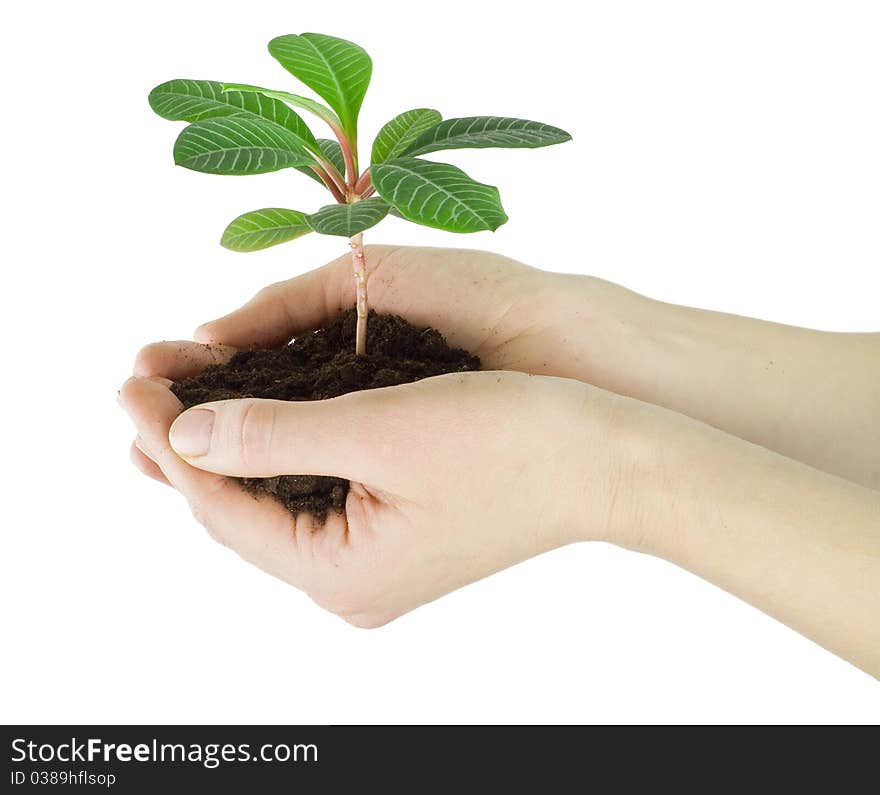 Plant in a hand isolated on white background