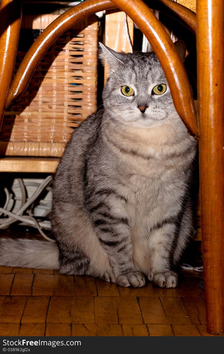 A grey tabby cat sitting under a chair. A grey tabby cat sitting under a chair