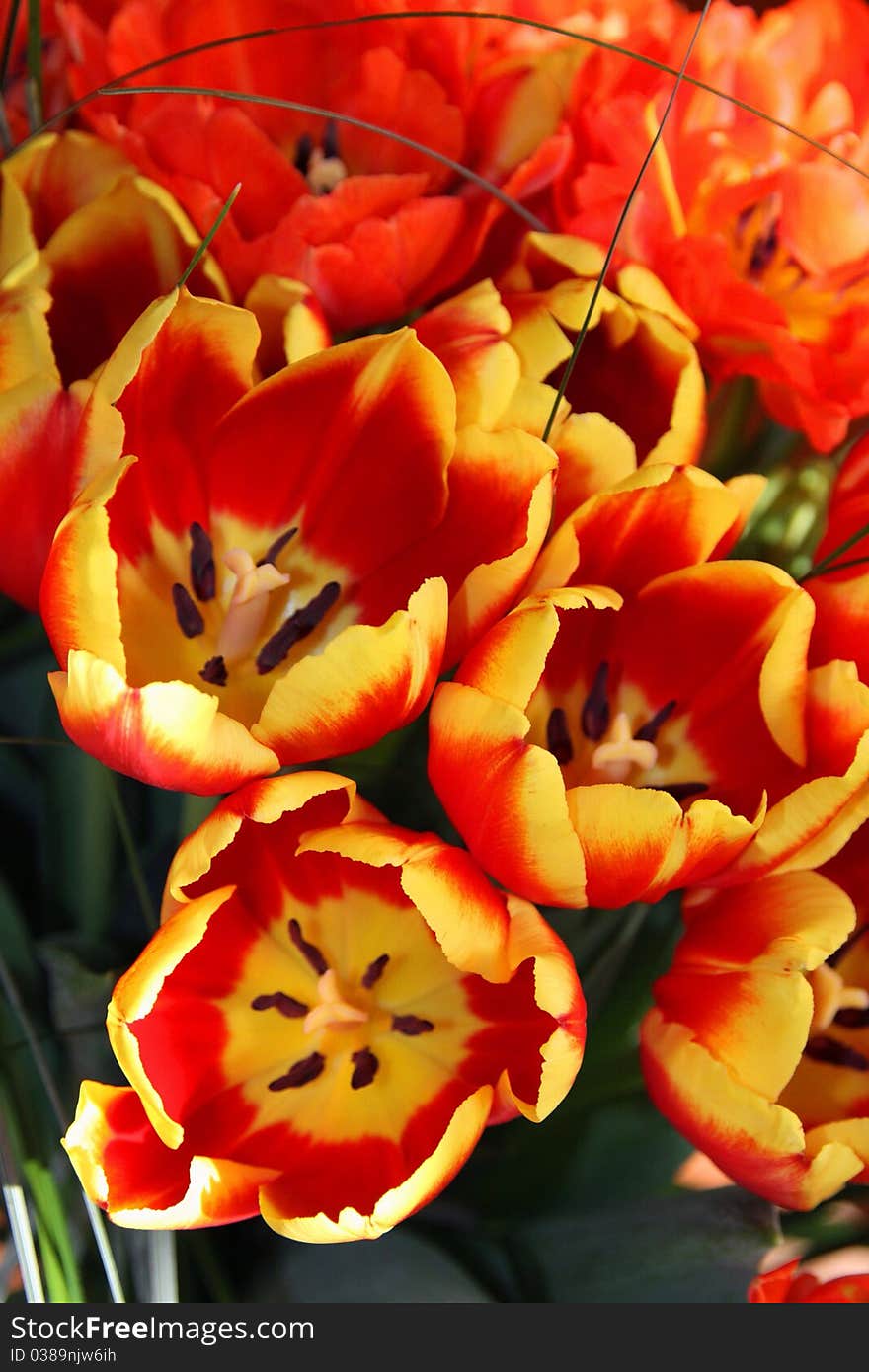 Tulips