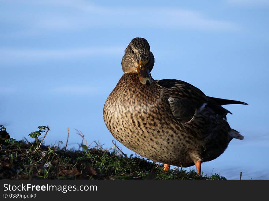 Can mallard in winter on a bank