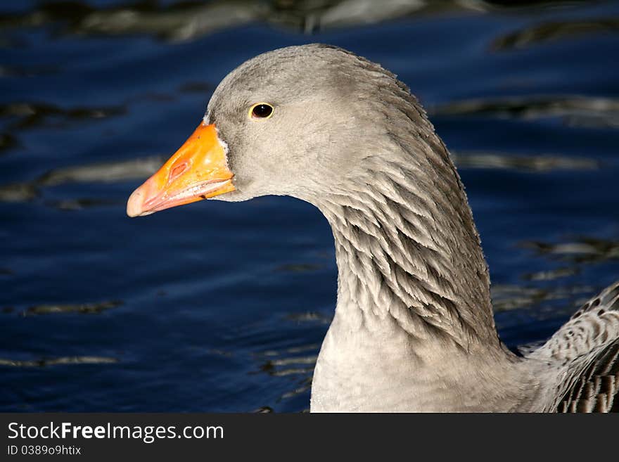 Close-up of goose in winter