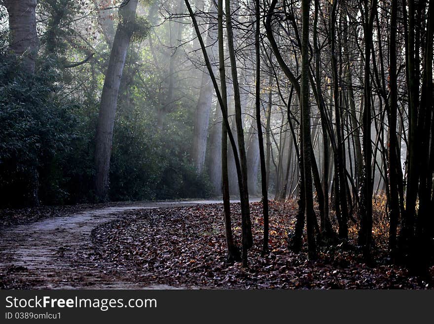 Park in winter under the mist