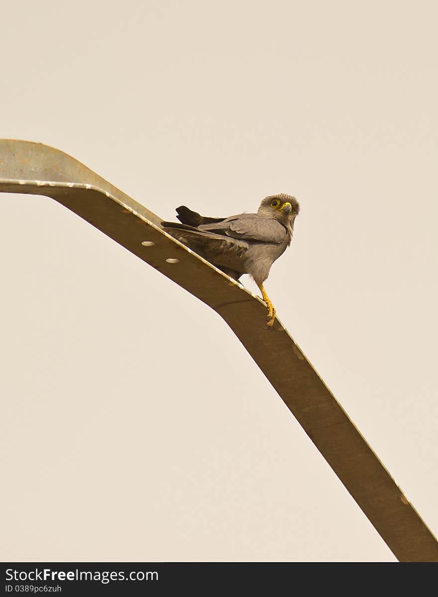 A Grey Kestrel on a metal pole