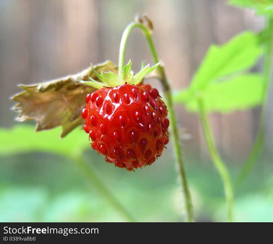 The wild, wood berry growing in wood. The wild, wood berry growing in wood