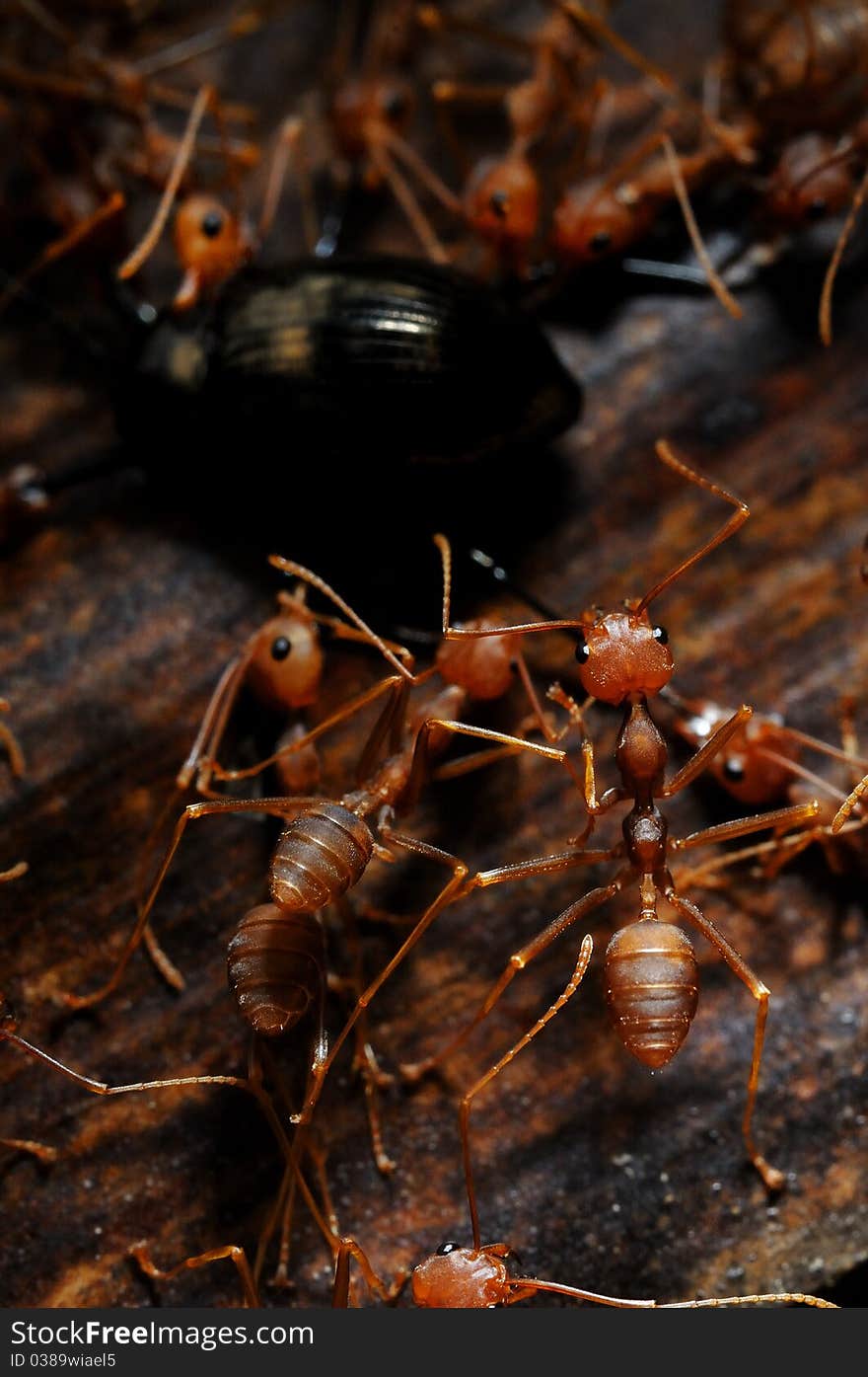 A group of ants finding their food. A group of ants finding their food.