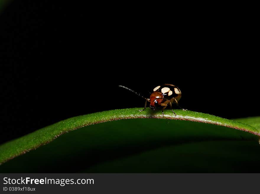 An insect ladybird walk over the leaf. An insect ladybird walk over the leaf