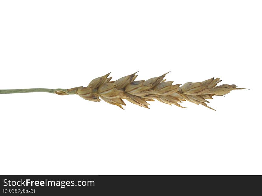 Ear of wheat isolated on a white background