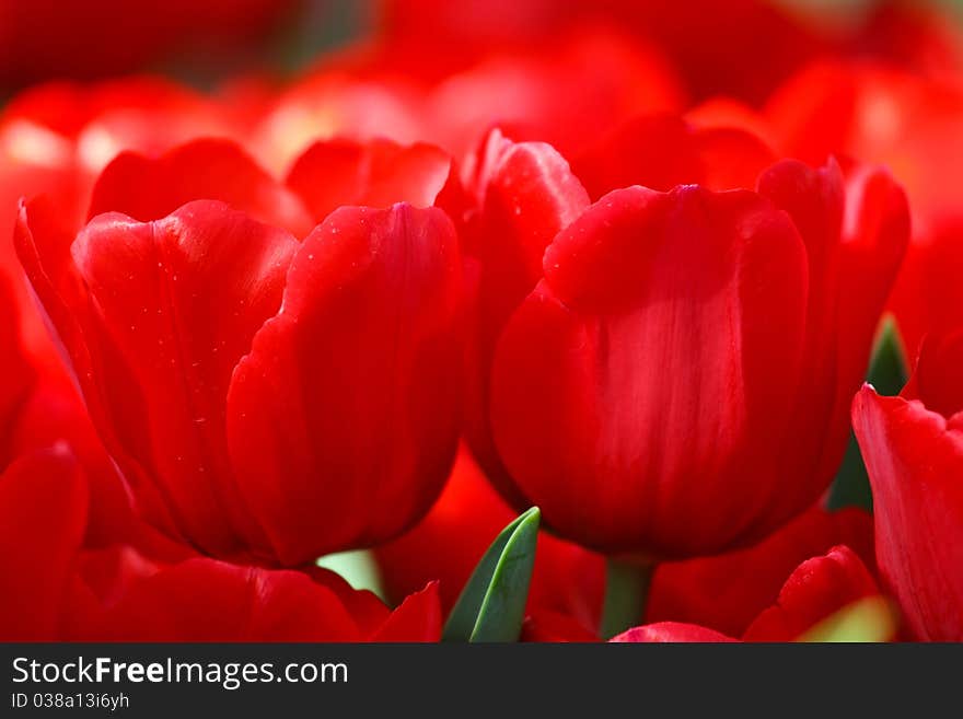 Red tulips in farm of Thailand.