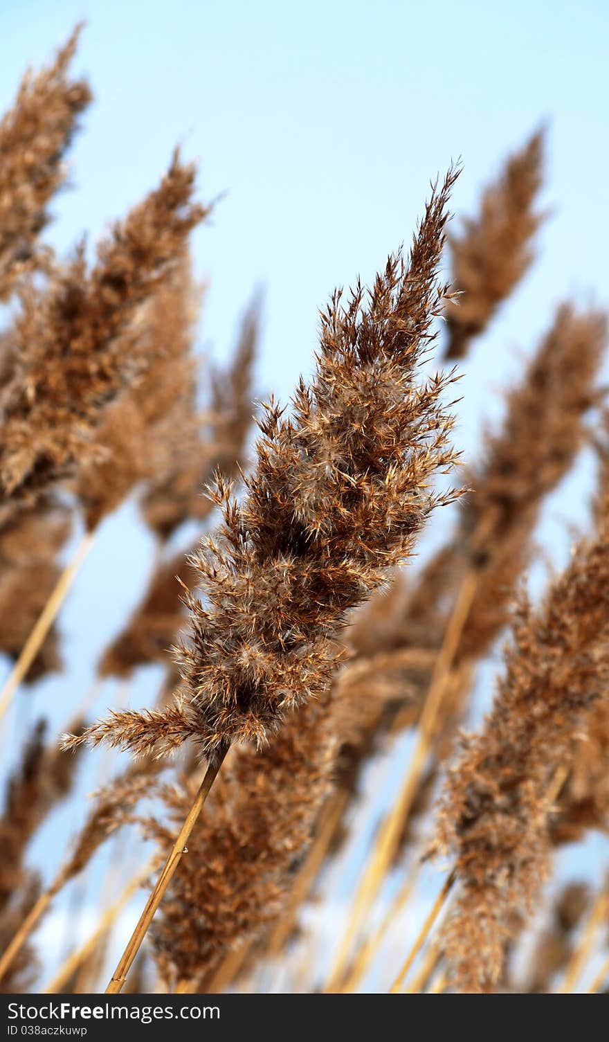 Canes in wind in winter time