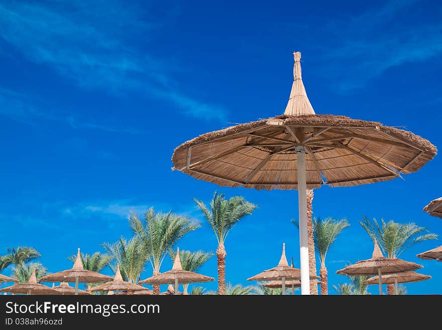 Many palm tree over blue sky. Nature