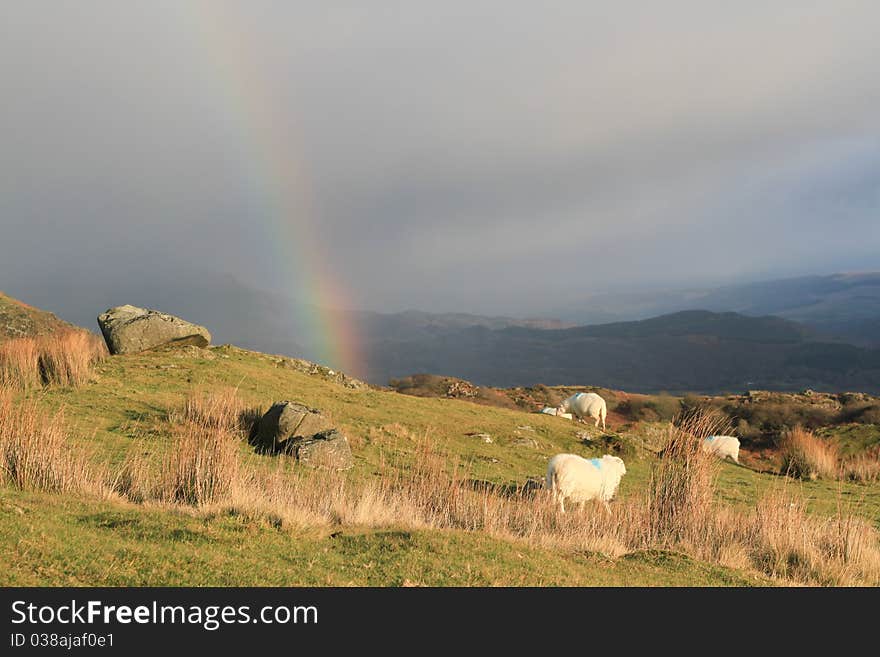 Sheep graze on green grass with rocks while a rainbow forms from a rain cloud. Sheep graze on green grass with rocks while a rainbow forms from a rain cloud.