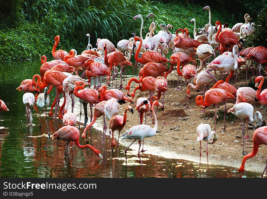 A flock of flamingos on the lake