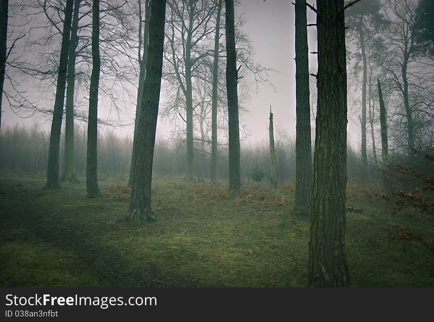 Foggy Woods