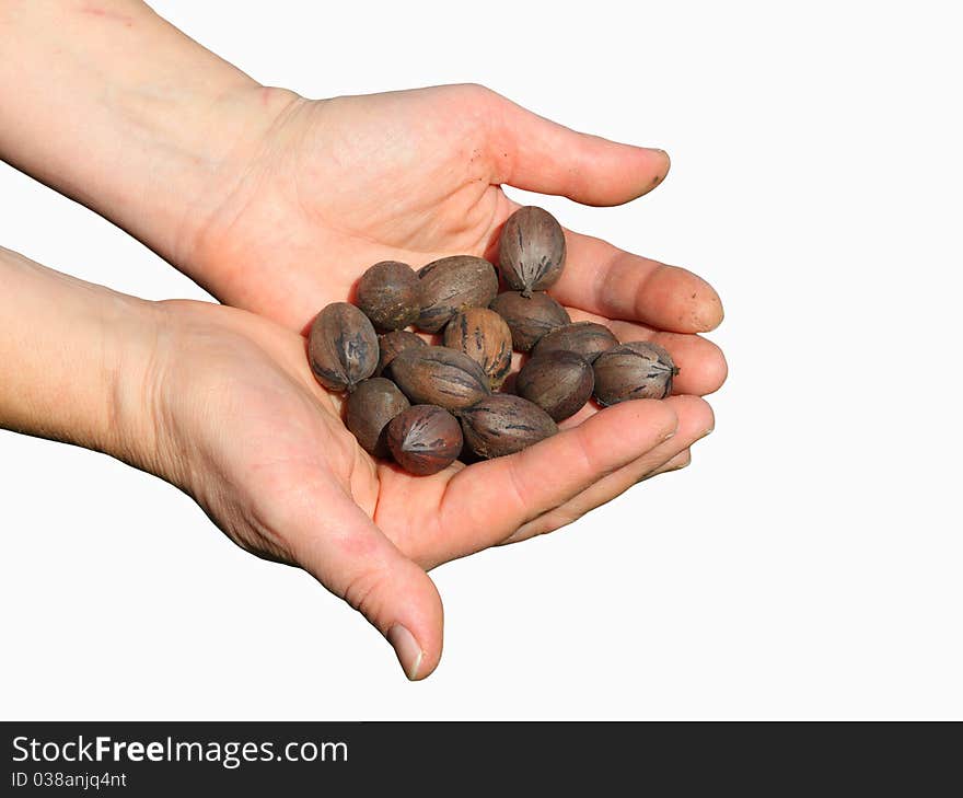 Walnuts in hands