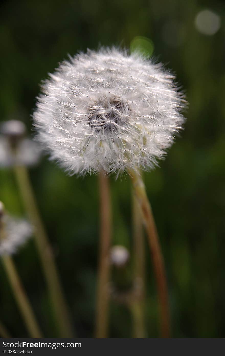 A dandelion head with seeds during summer.