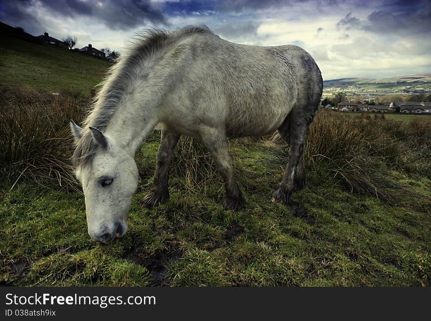 White Horse