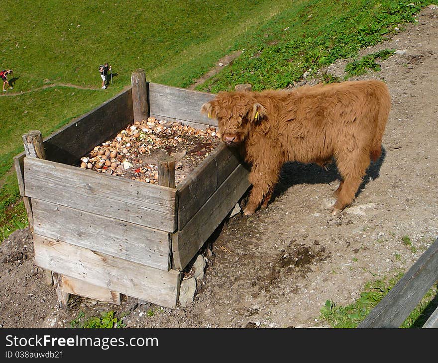 A young highland cattle in the alps near Innsbruck hopes to find something eatable while nature-lovers are on teh finishing straight. A young highland cattle in the alps near Innsbruck hopes to find something eatable while nature-lovers are on teh finishing straight.