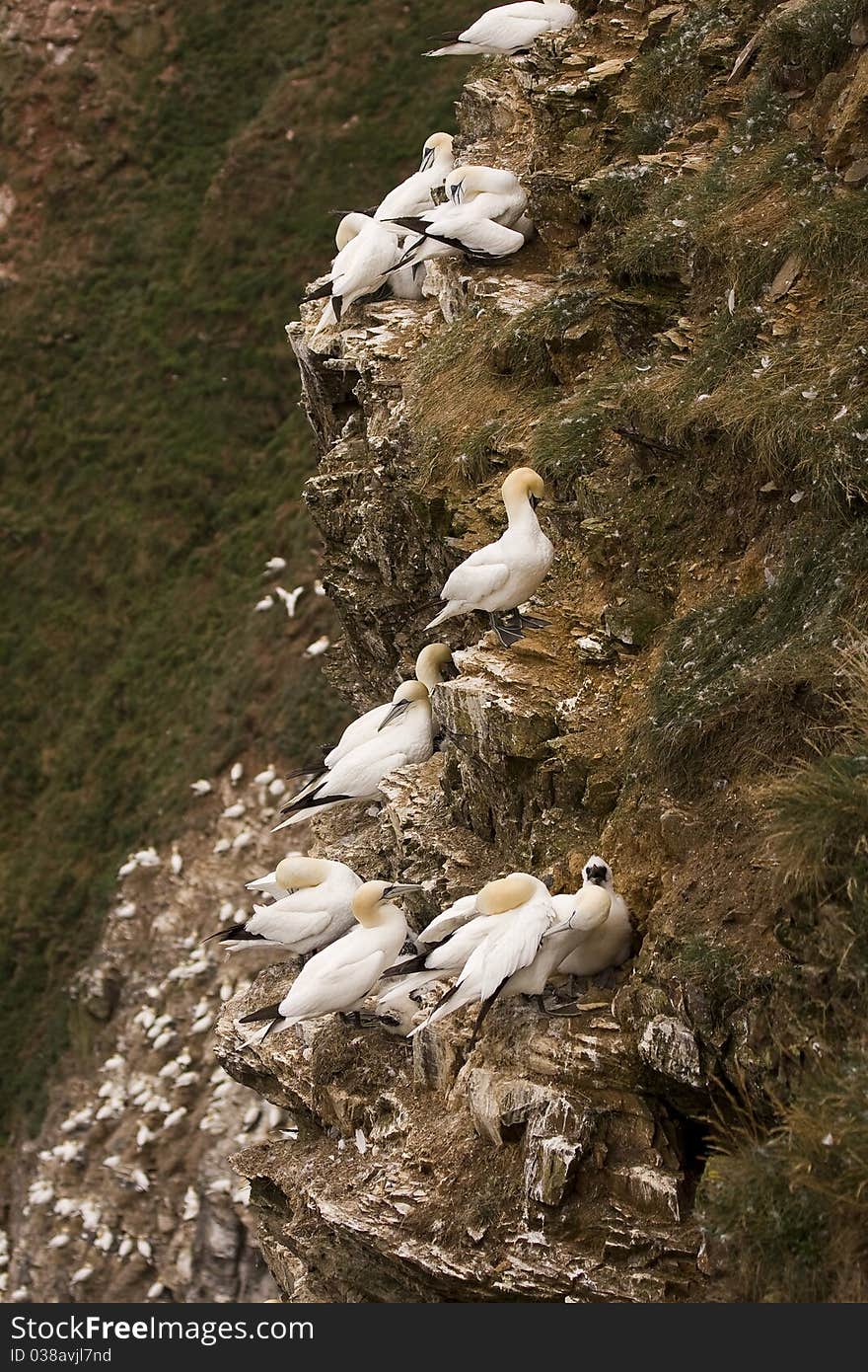 Northern Gannet at Troup Head RSPB, Scotland